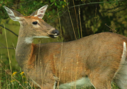 September deer season starts Saturday